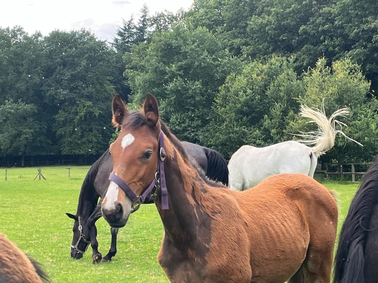 Hannoveranare Hingst Föl (04/2024) fux in Wingst