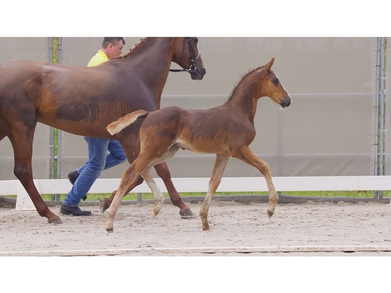 Hannoveranare Hingst Föl (05/2024) Fux in Breddorf