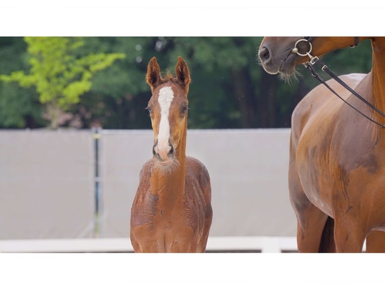 Hannoveranare Hingst Föl (05/2024) Fux in Breddorf