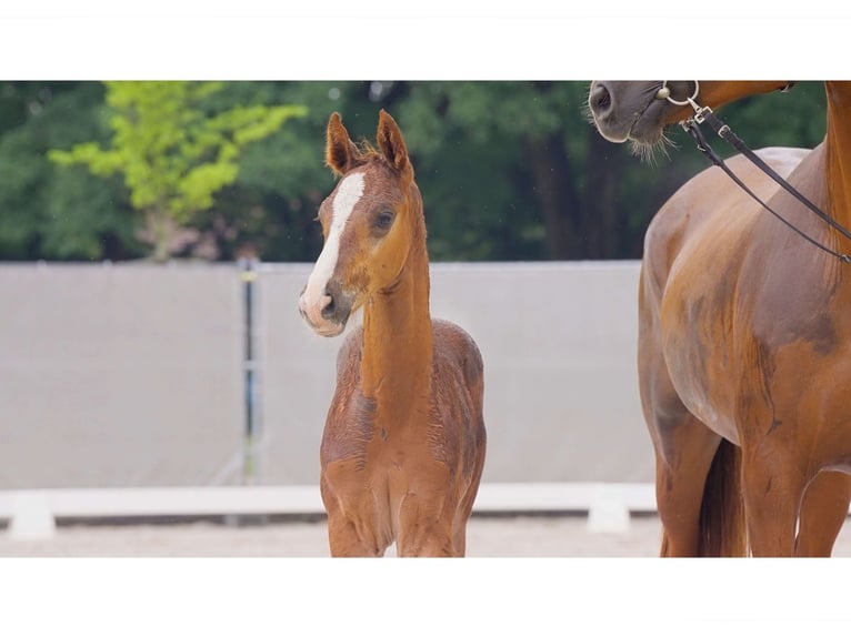 Hannoveranare Hingst Föl (05/2024) Fux in Breddorf