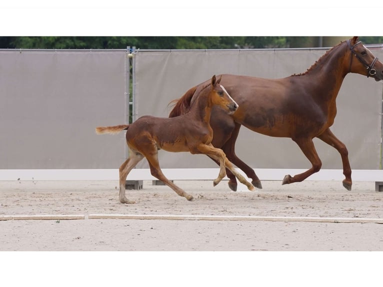 Hannoveranare Hingst Föl (05/2024) Fux in Breddorf