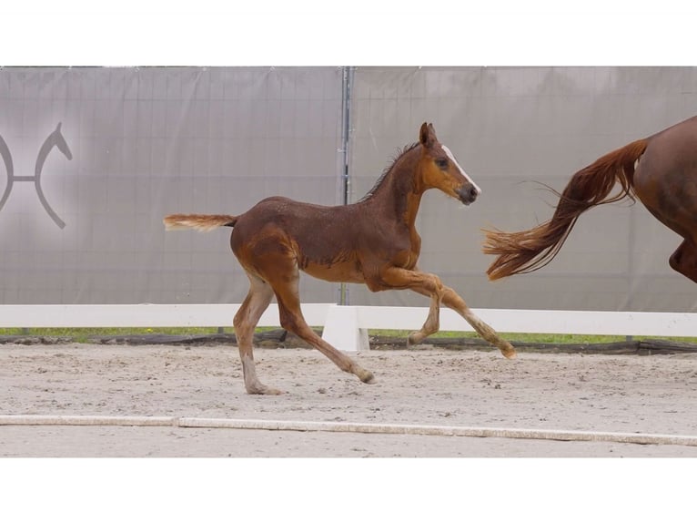 Hannoveranare Hingst Föl (05/2024) Fux in Breddorf