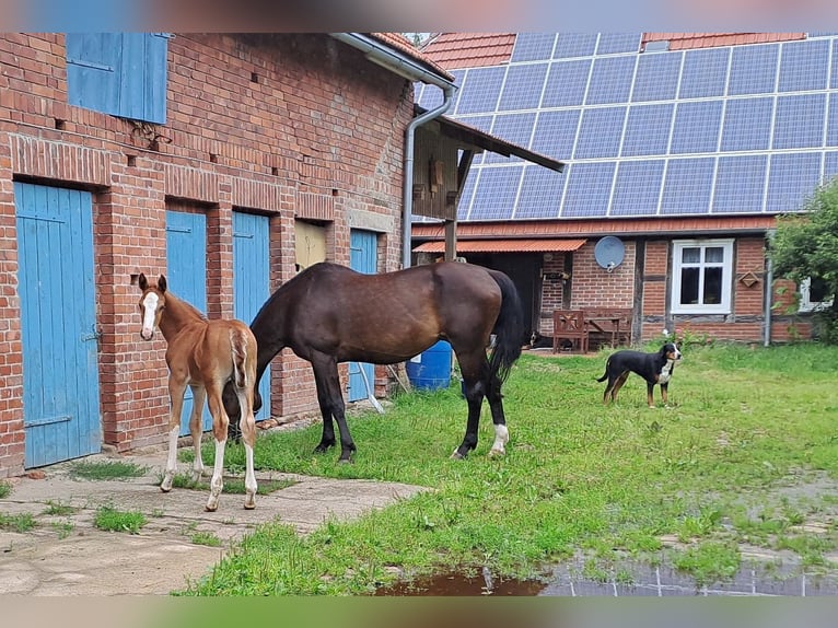 Hannoveranare Hingst Föl (06/2024) fux in Seedorf