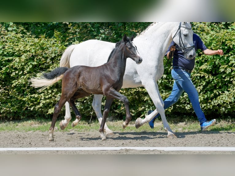 Hannoveranare Hingst Föl (01/2024) Grå in Mönchengladbach