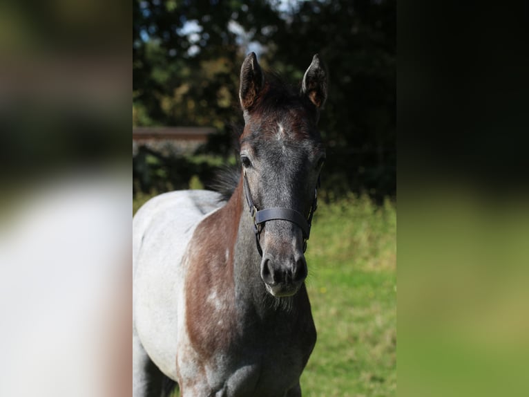 Hannoveranare Hingst Föl (06/2024) Grå in Scheeßel