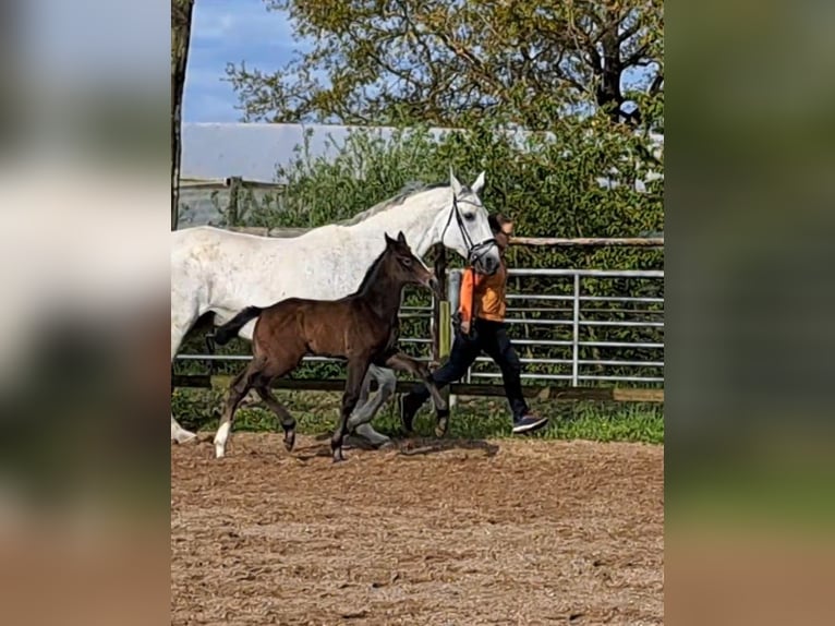 Hannoveranare Hingst Föl (04/2024) Kan vara vit in Hamburg