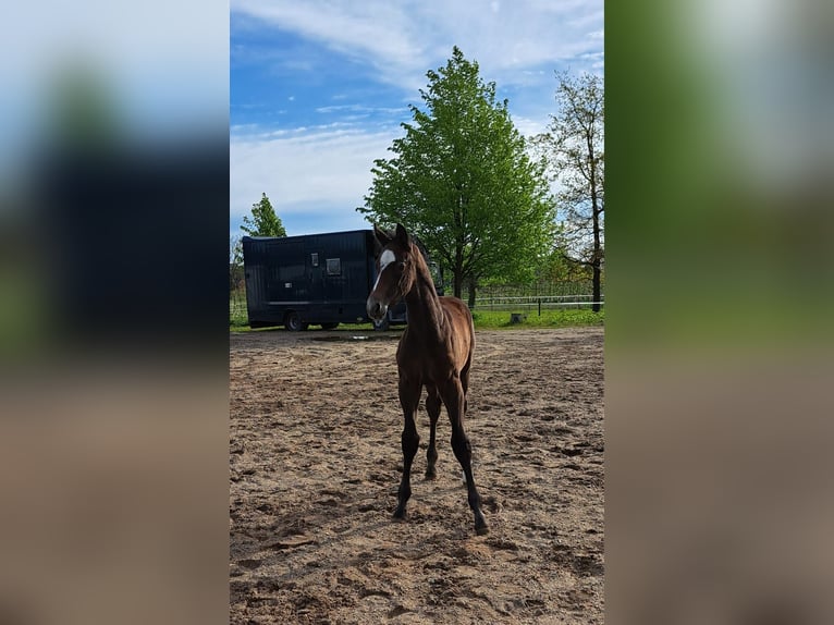 Hannoveranare Hingst Föl (04/2024) Kan vara vit in Hamburg