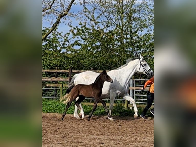 Hannoveranare Hingst Föl (04/2024) Kan vara vit in Hamburg