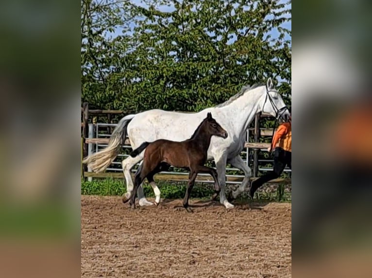 Hannoveranare Hingst Föl (04/2024) Kan vara vit in Hamburg