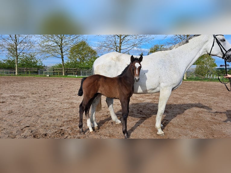 Hannoveranare Hingst Föl (04/2024) Kan vara vit in Hamburg