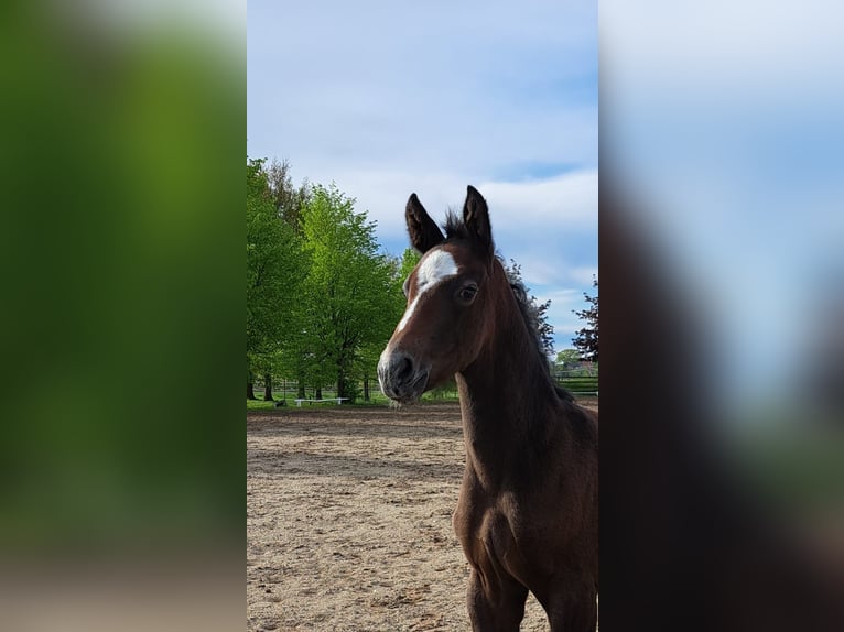 Hannoveranare Hingst Föl (04/2024) Kan vara vit in Hamburg