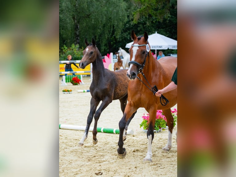 Hannoveranare Hingst Föl (03/2024) Kan vara vit in Kranenburg