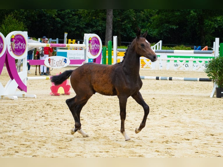 Hannoveranare Hingst Föl (03/2024) Kan vara vit in Kranenburg