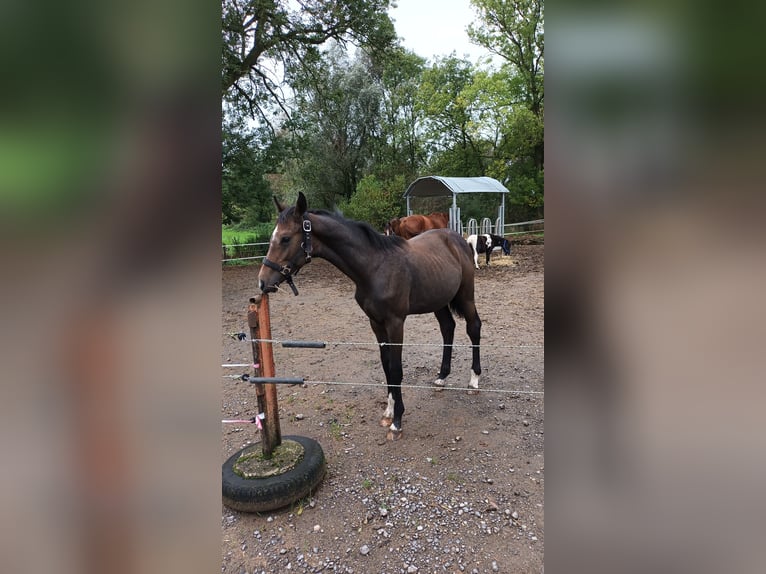 Hannoveranare Hingst Föl (03/2024) Kan vara vit in Kranenburg