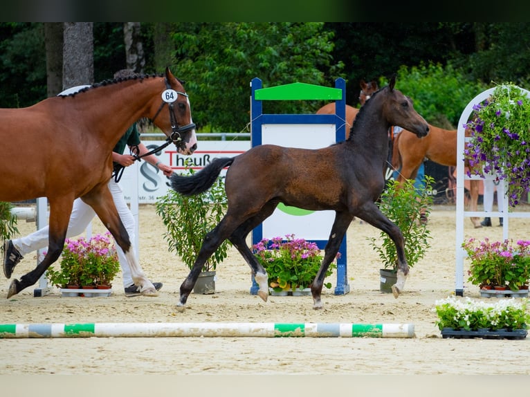 Hannoveranare Hingst Föl (03/2024) Kan vara vit in Kranenburg