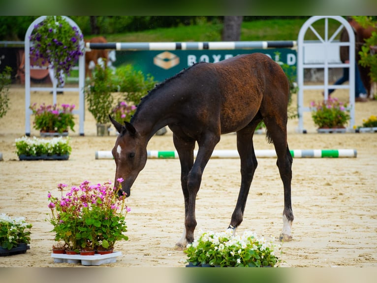 Hannoveranare Hingst Föl (03/2024) Kan vara vit in Kranenburg