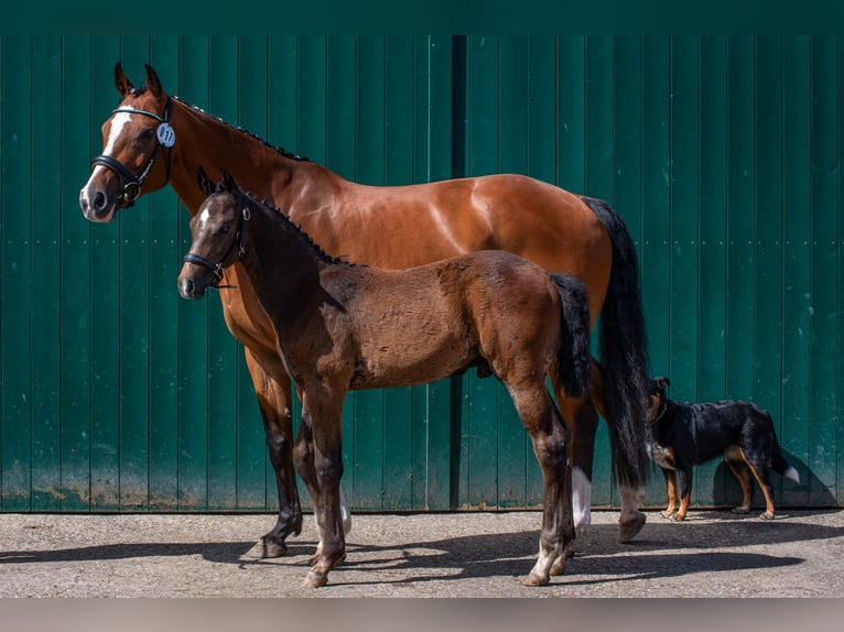 Hannoveranare Hingst Föl (03/2024) Kan vara vit in Kranenburg