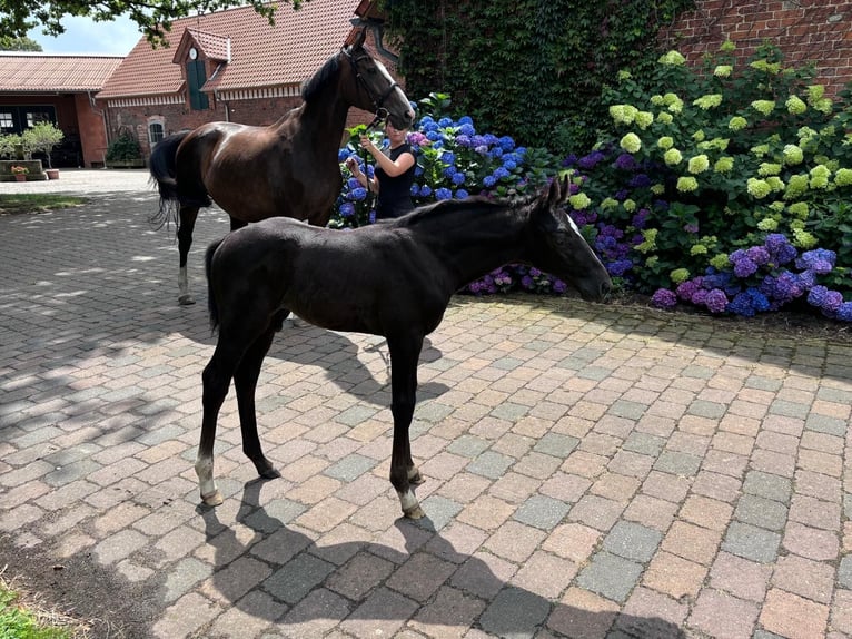 Hannoveranare Hingst Föl (06/2024) Kan vara vit in Garbsen