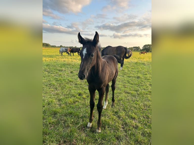 Hannoveranare Hingst Föl (06/2024) Kan vara vit in Garbsen