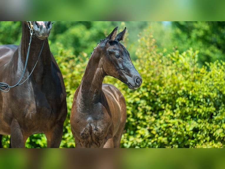 Hannoveranare Hingst Föl (01/2024) Mörkbrun in Mönchengladbach