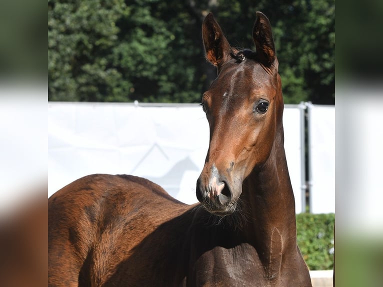 Hannoveranare Hingst Föl (04/2024) Mörkbrun in Bad Bevensen