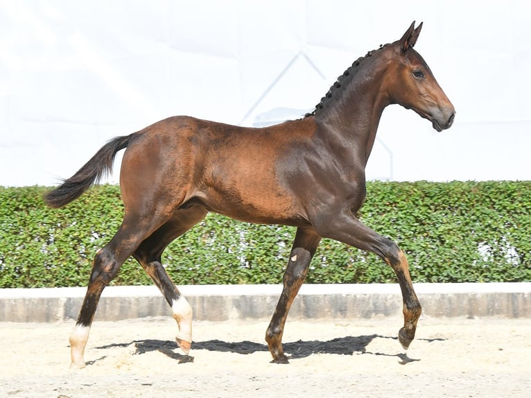 Hannoveranare Hingst Föl (04/2024) Mörkbrun in Bad Bevensen