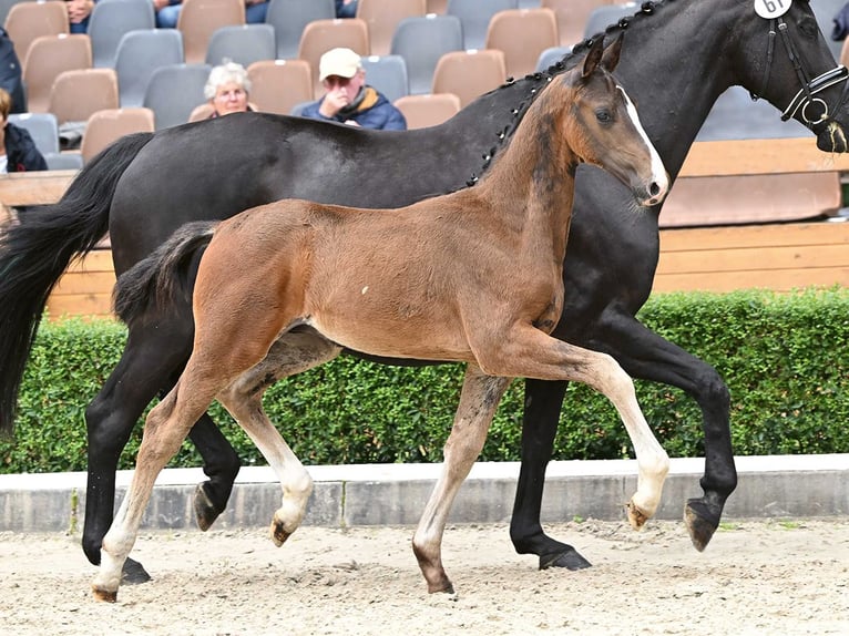 Hannoveranare Hingst Föl (05/2024) Mörkbrun in Bad Bevensen