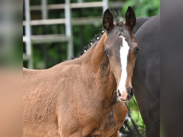 Hannoveranare Hingst Föl (05/2024) Mörkbrun in Bad Bevensen