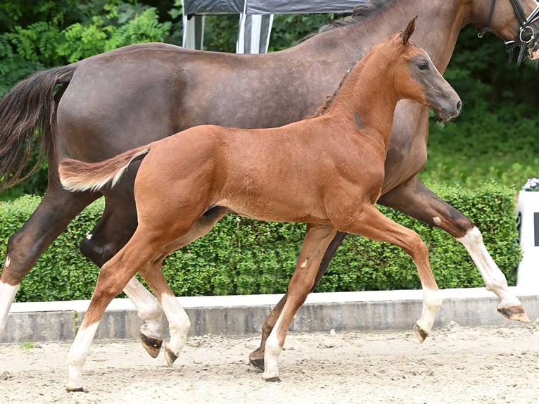 Hannoveranare Hingst Föl (05/2024) Mörkbrun in Bad Bevensen