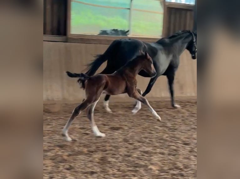 Hannoveranare Hingst Föl (05/2024) Mörkbrun in Neuberg