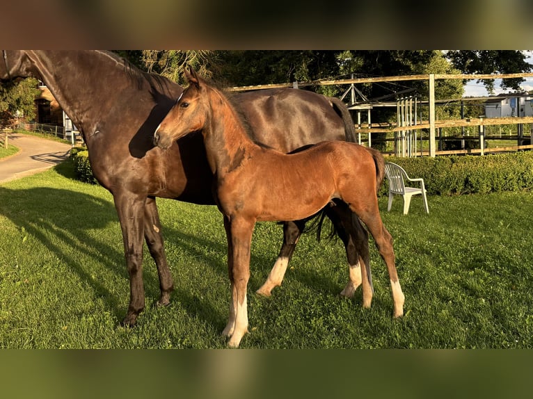 Hannoveranare Hingst Föl (05/2024) Mörkbrun in Neuberg