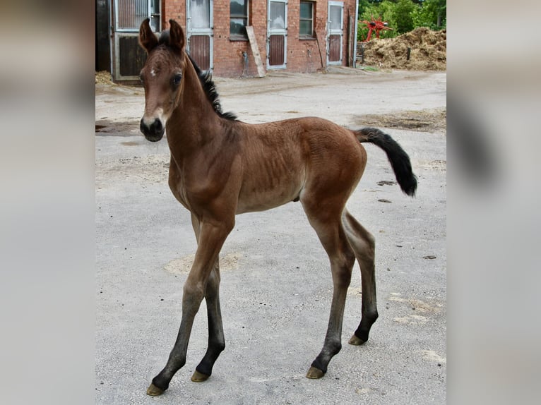 Hannoveranare Hingst Föl (06/2024) Mörkbrun in Niendorf