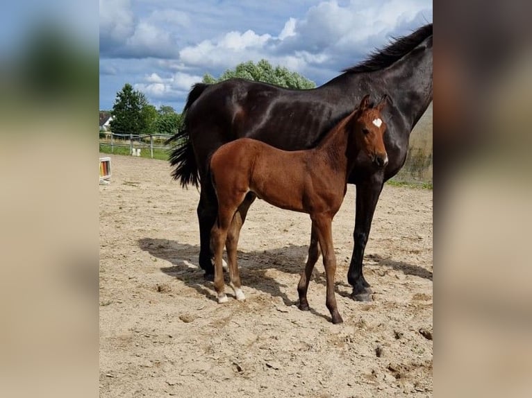 Hannoveranare Hingst Föl (01/2024) Mörkbrun in Petershagen