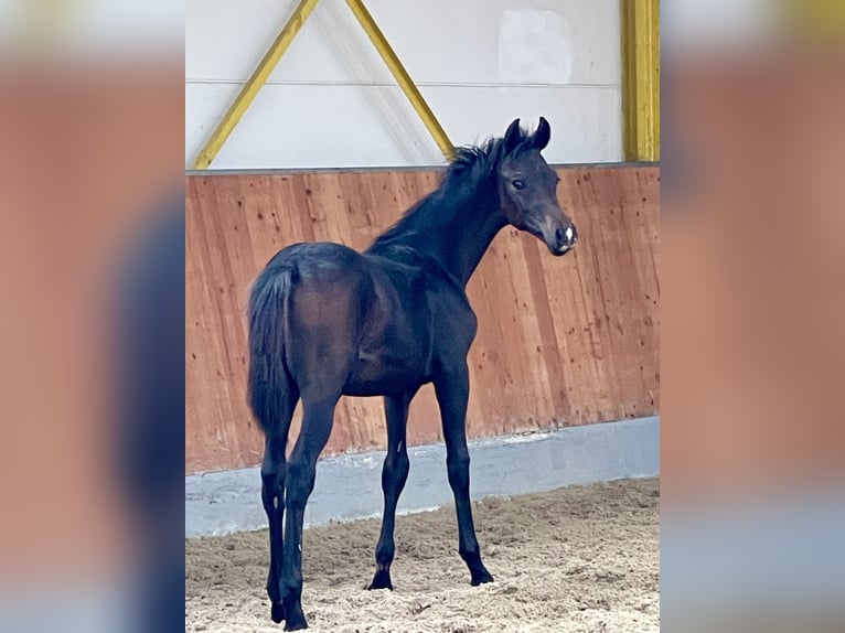 Hannoveranare Hingst Föl (05/2024) Mörkbrun in Rees