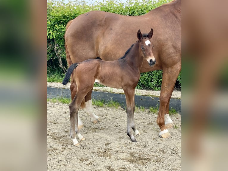 Hannoveranare Hingst Föl (05/2024) Mörkbrun in Rees