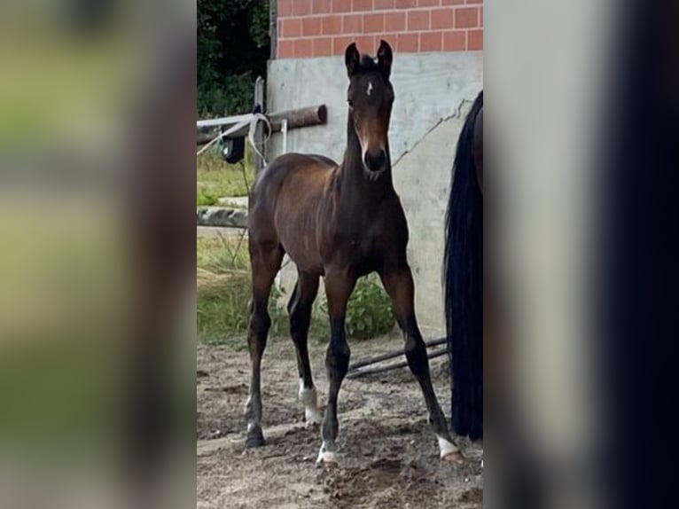 Hannoveranare Hingst Föl (05/2024) Mörkbrun in Sulingen