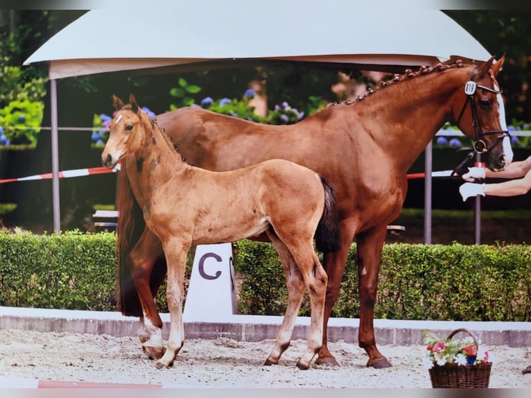 Hannoveranare Hingst Föl (05/2024) Mörkbrun in Rosche