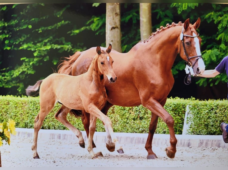 Hannoveranare Hingst Föl (05/2024) Mörkbrun in Rosche