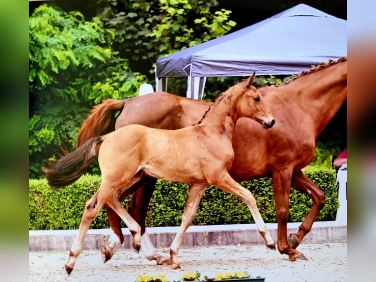 Hannoveranare Hingst Föl (05/2024) Mörkbrun in Rosche