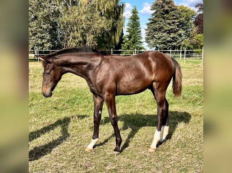 Hannoveranare Hingst Föl (04/2024) Mörkbrun in Elze