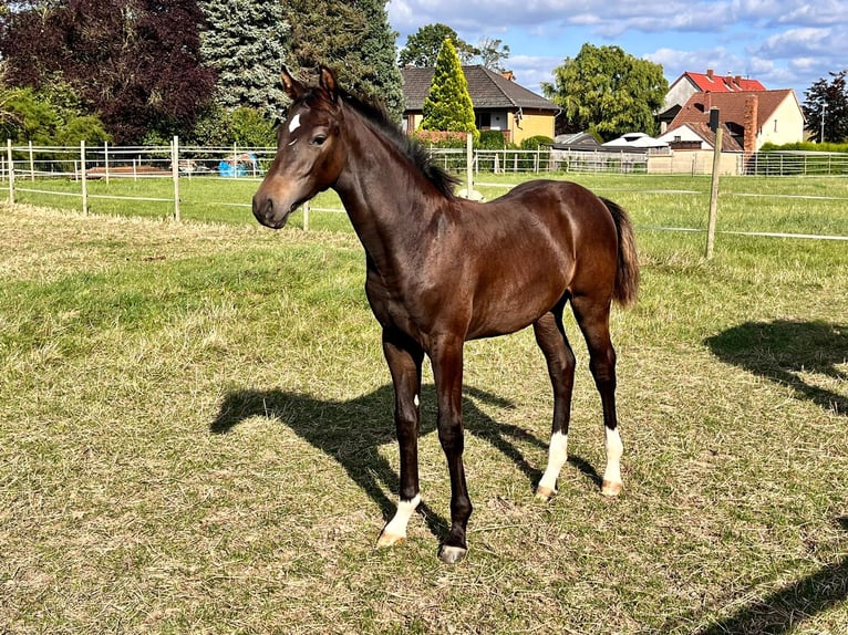 Hannoveranare Hingst Föl (04/2024) Mörkbrun in Elze