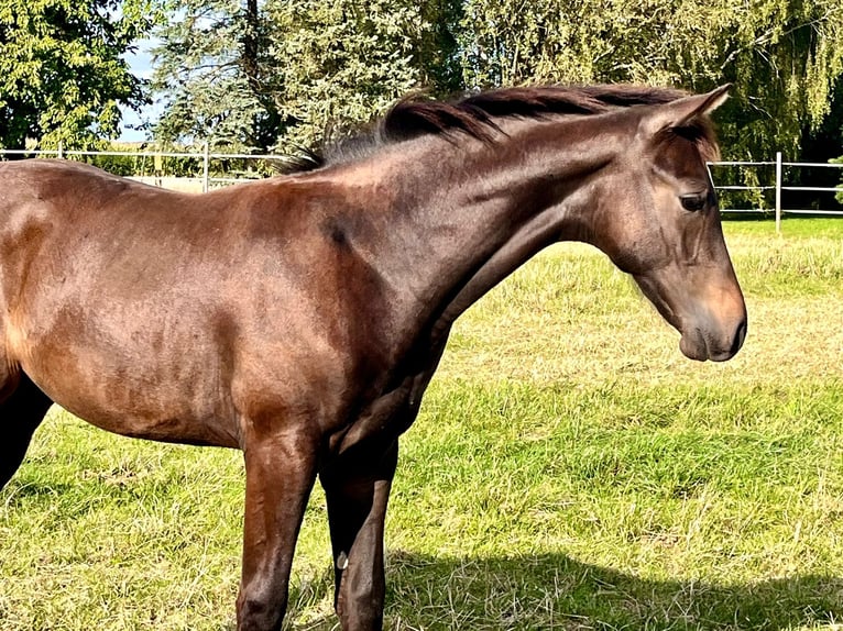 Hannoveranare Hingst Föl (04/2024) Mörkbrun in Elze