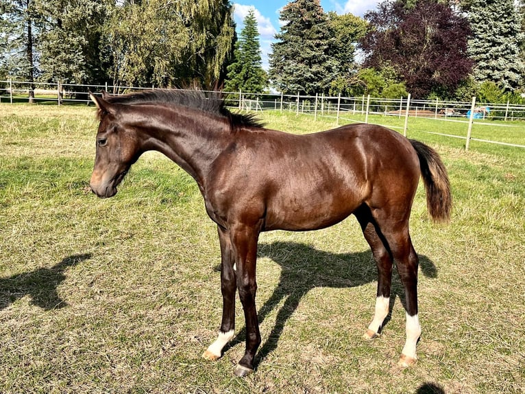 Hannoveranare Hingst Föl (04/2024) Mörkbrun in Elze