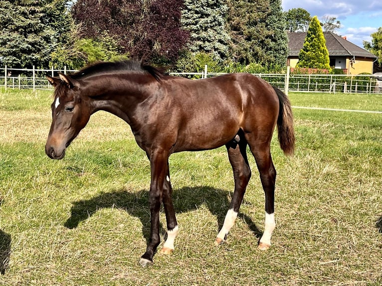 Hannoveranare Hingst Föl (04/2024) Mörkbrun in Elze