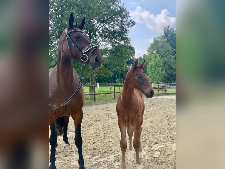 Hannoveranare Hingst Föl (06/2024) Mörkbrun in Oyten-Sagehorn