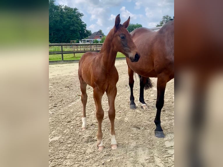 Hannoveranare Hingst Föl (06/2024) Mörkbrun in Oyten-Sagehorn