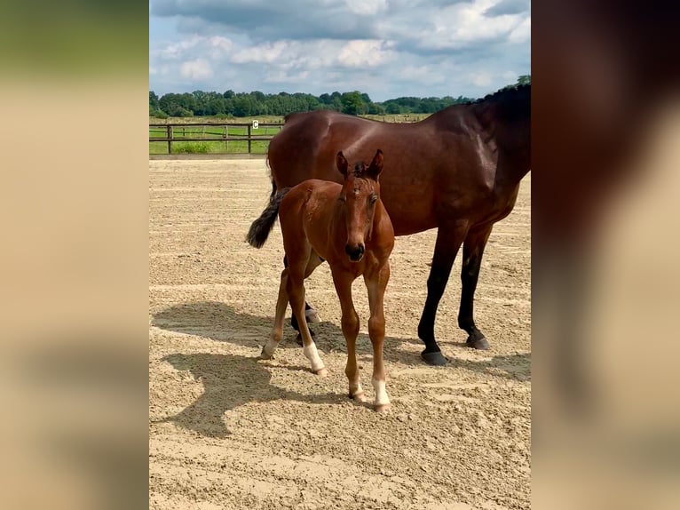 Hannoveranare Hingst Föl (06/2024) Mörkbrun in Oyten-Sagehorn