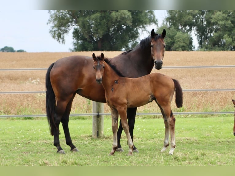 Hannoveranare Hingst Föl (05/2024) Rökfärgad svart in Dorf Mecklenburg