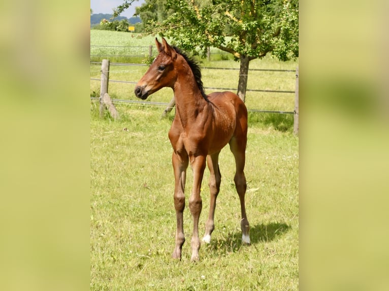 Hannoveranare Hingst Föl (05/2024) Rökfärgad svart in Dorf Mecklenburg