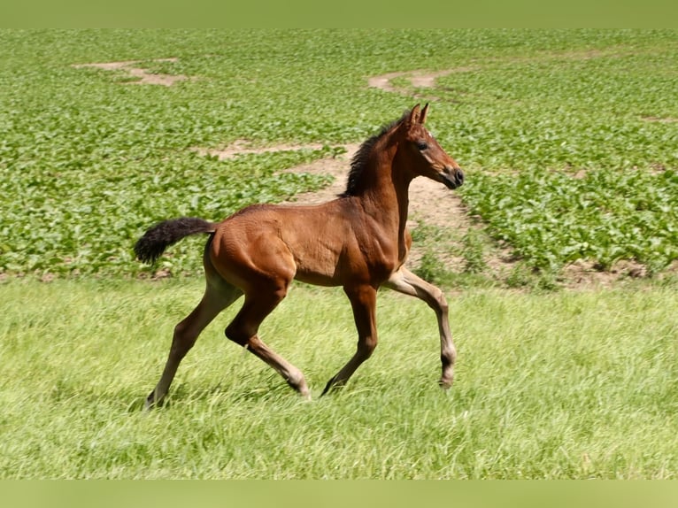 Hannoveranare Hingst Föl (05/2024) Rökfärgad svart in Dorf Mecklenburg